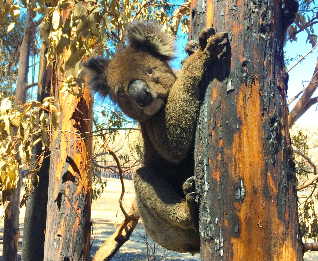 Love Nature preps After the Wildfires, a compelling look at Australia’s recovery effort after the devastating 2019 bushfires